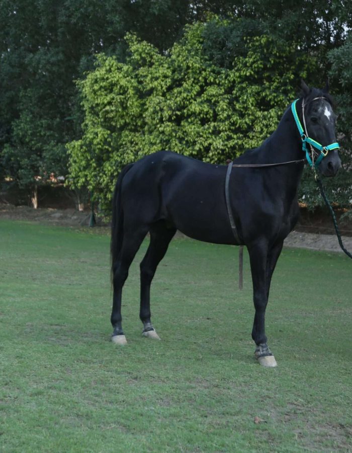 MUSHKA 5 KALYAN