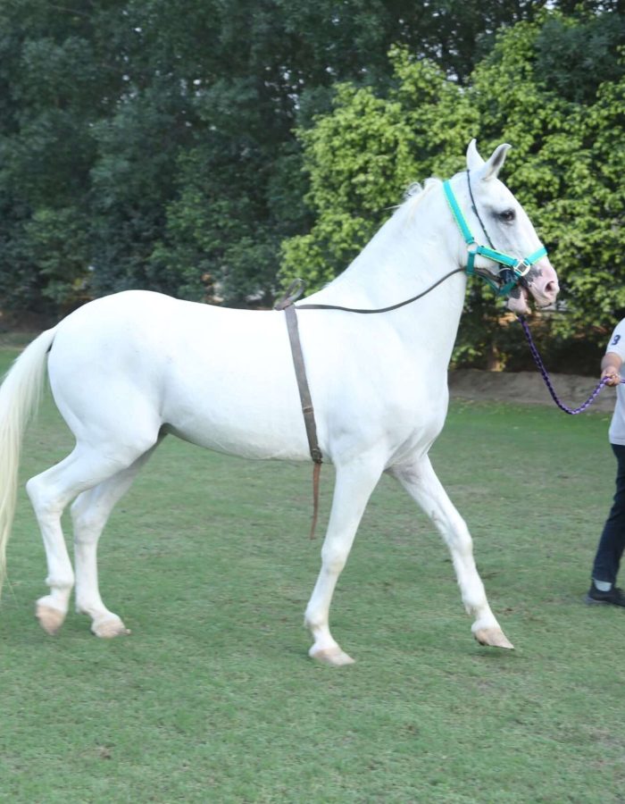 SULTAN