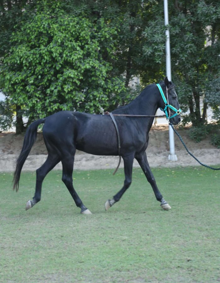 MUSHKA 5 KALYAN