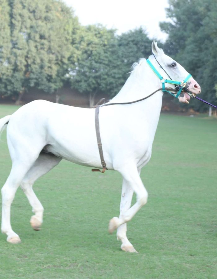 SULTAN