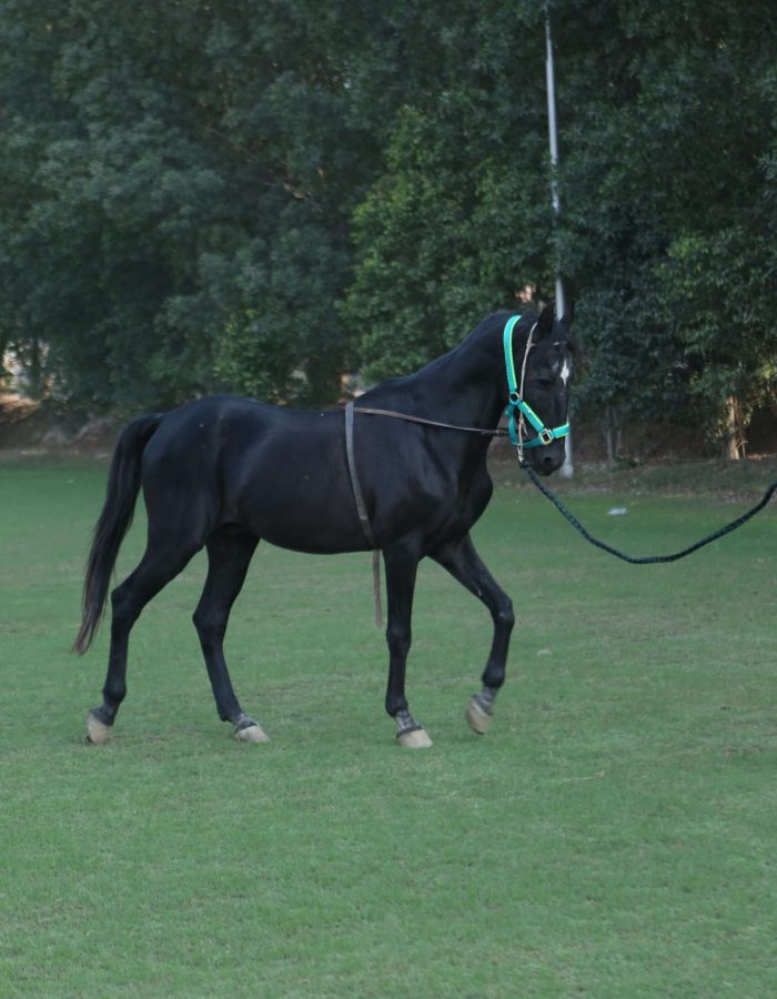 MUSHKA 5 KALYAN