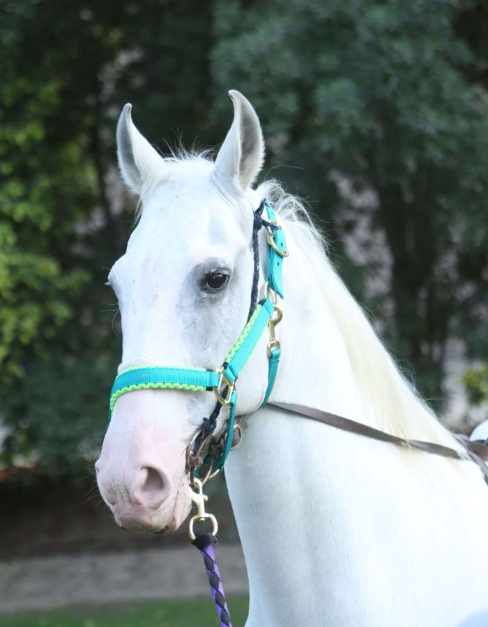 SULTAN