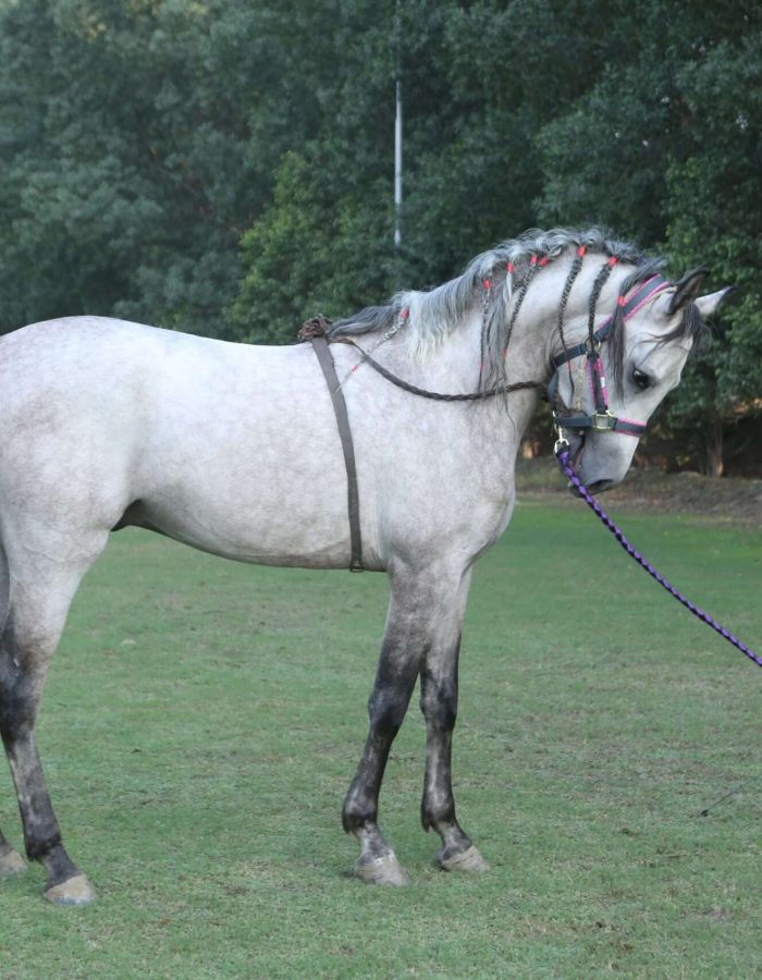CHOTA ARAB