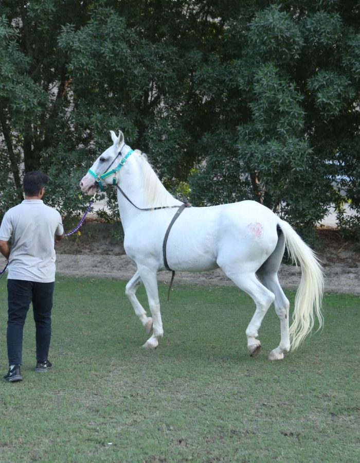 SULTAN