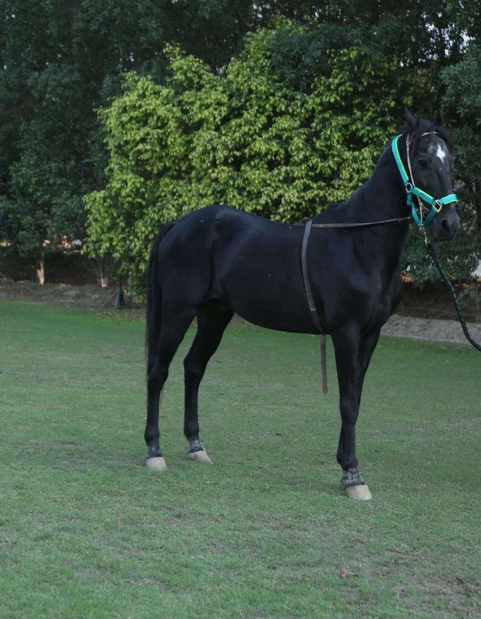 MUSHKA 5 KALYAN