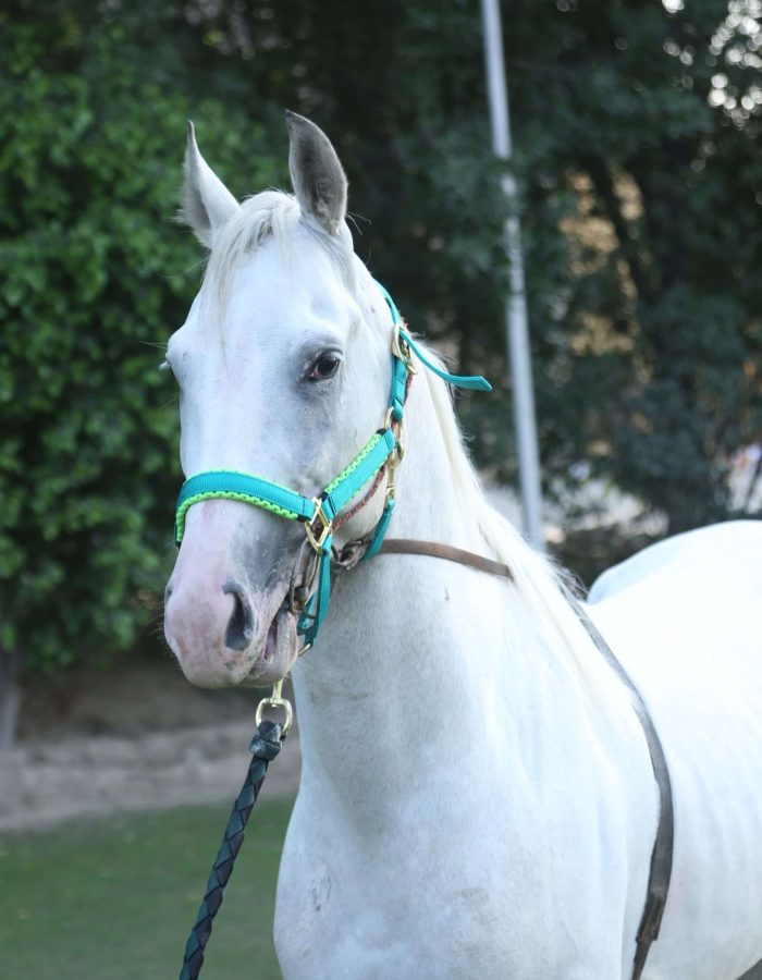 ROMEO